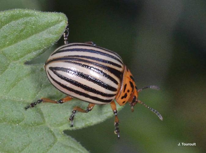 <i>Leptinotarsa decemlineata</i> (Say, 1824) © J. Touroult