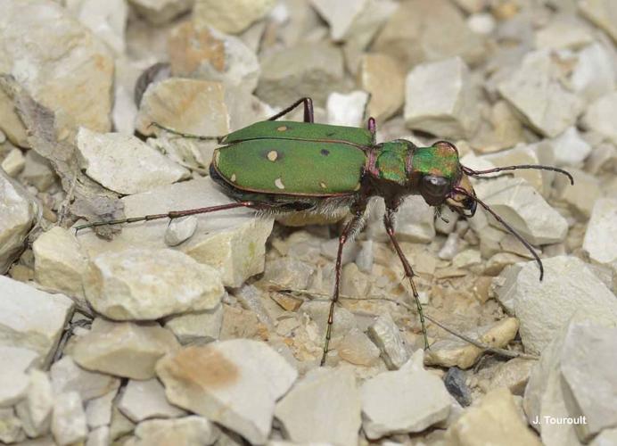 <i>Cicindela campestris</i> Linnaeus, 1758 © J. Touroult