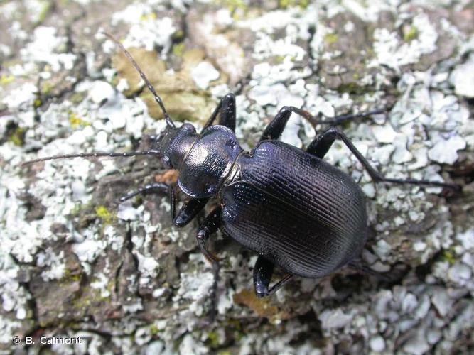 <i>Calosoma inquisitor</i> (Linnaeus, 1758) © B. Calmont