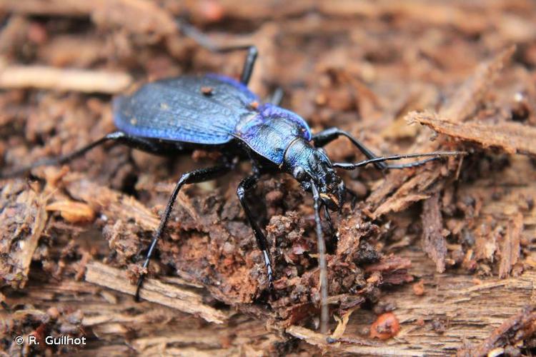 <i>Carabus intricatus</i> Linnaeus, 1761 © R. Guilhot