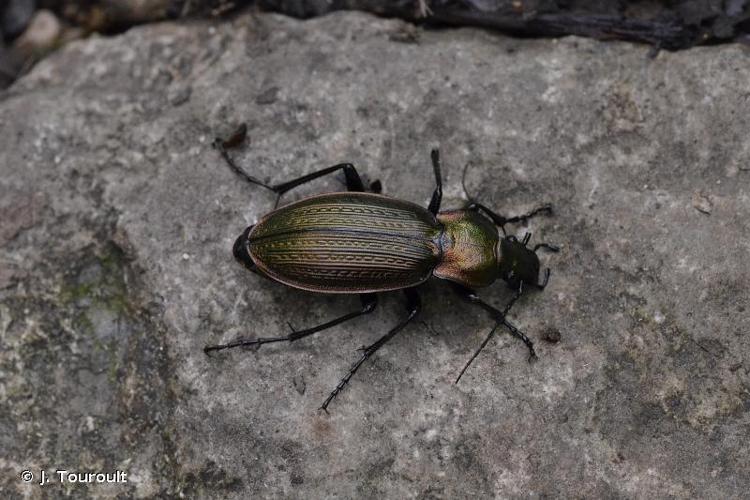 <i>Carabus monilis</i> Fabricius, 1792 © J. Touroult