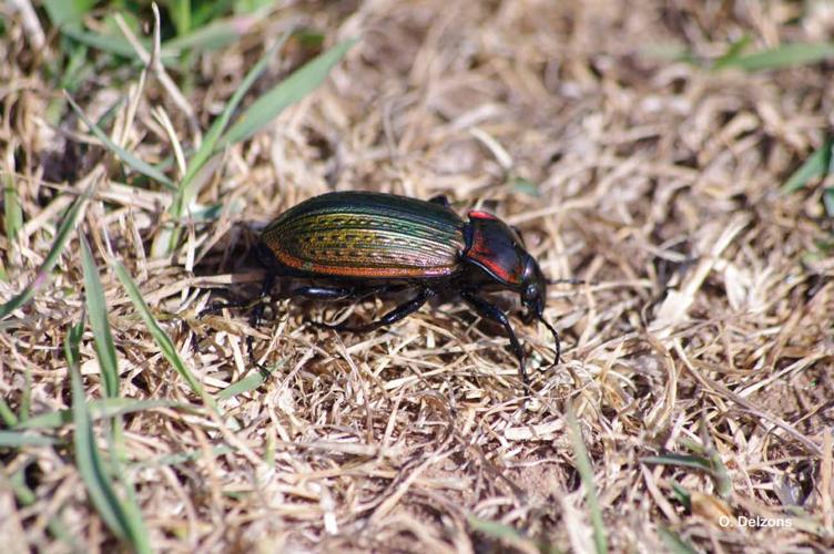 <i>Carabus morbillosus</i> Fabricius, 1792 © O. Delzons