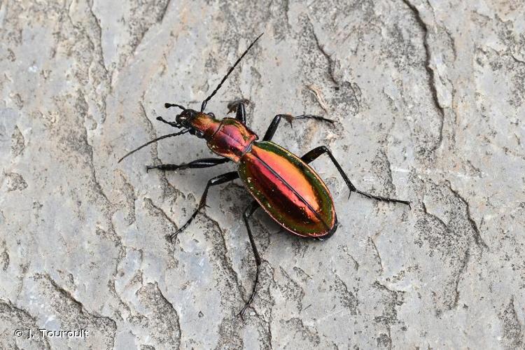 <i>Carabus splendens</i> Olivier, 1790 © J. Touroult