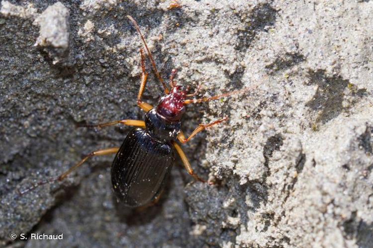 <i>Nebria picicornis</i> (Fabricius, 1801) © S. Richaud