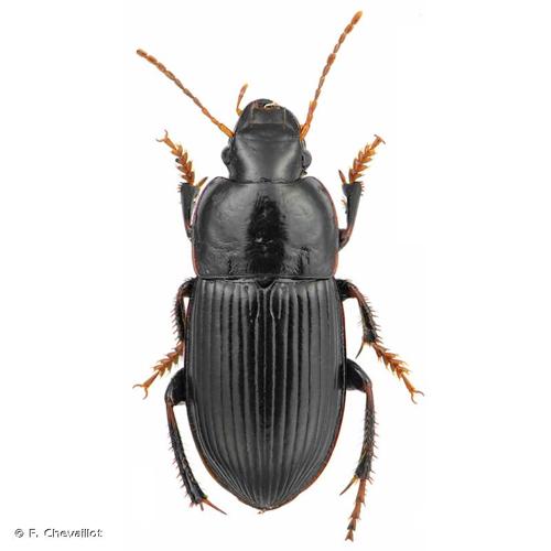 <i>Harpalus tardus</i> (Panzer, 1797) © F. Chevaillot