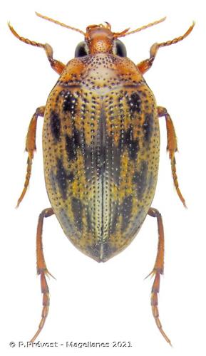 <i>Haliplus variegatus</i> Sturm, 1834 © P.Prévost - Magellanes 2021