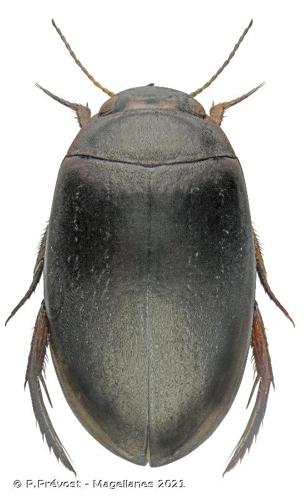 <i>Agabus bipustulatus</i> (Linnaeus, 1767) © P.Prévost - Magellanes 2021