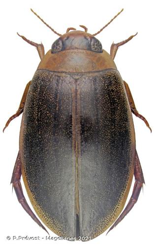 <i>Rhantus suturalis</i> (MacLeay, 1825) © P.Prévost - Magellanes 2021