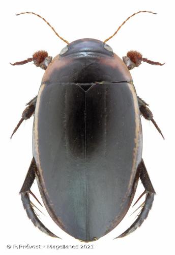 <i>Hydaticus seminiger</i> (De Geer, 1774) © P.Prévost - Magellanes 2021