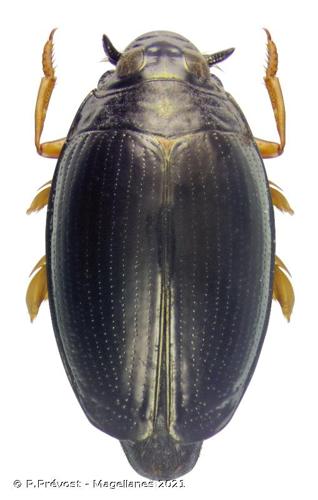 <i>Gyrinus substriatus</i> Stephens, 1828 © P.Prévost - Magellanes 2021