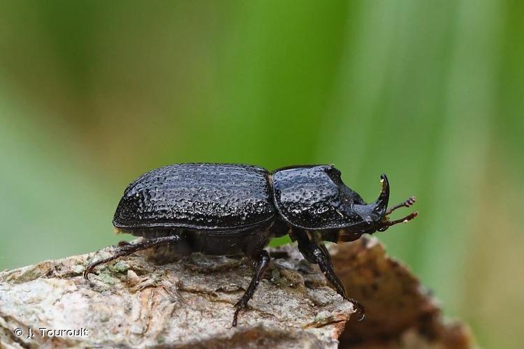 <i>Sinodendron cylindricum</i> (Linnaeus, 1758) © J. Touroult