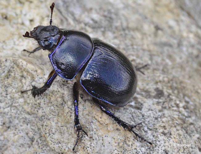 <i>Anoplotrupes stercorosus</i> (Hartmann <i>in</i> Scriba, 1791) © J. Touroult