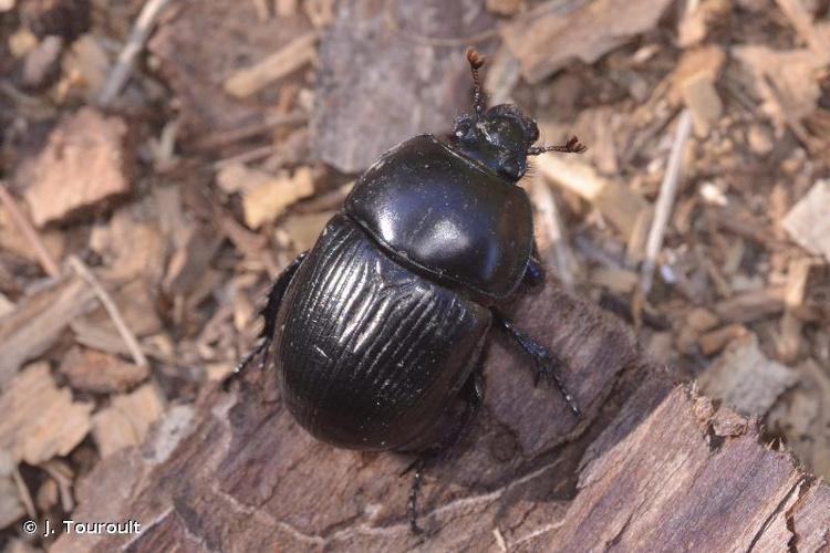 <i>Geotrupes stercorarius</i> (Linnaeus, 1758) © J. Touroult