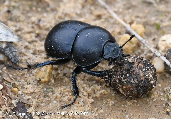 <i>Thorectes intermedius</i> (O.G. Costa, 1839) © J. Touroult - LPR Corse - MNHN, CdC, OFB