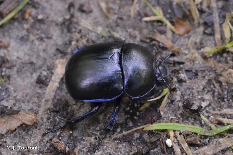 <i>Trypocopris vernalis vernalis</i> (Linnaeus, 1758) © J. Touroult