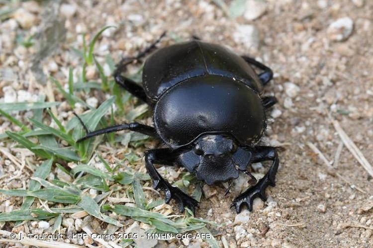 <i>Scarabaeus typhon</i> (Fischer, 1823) © J. Touroult - LPR Corse 2019 - MNHN-CdC-AFB