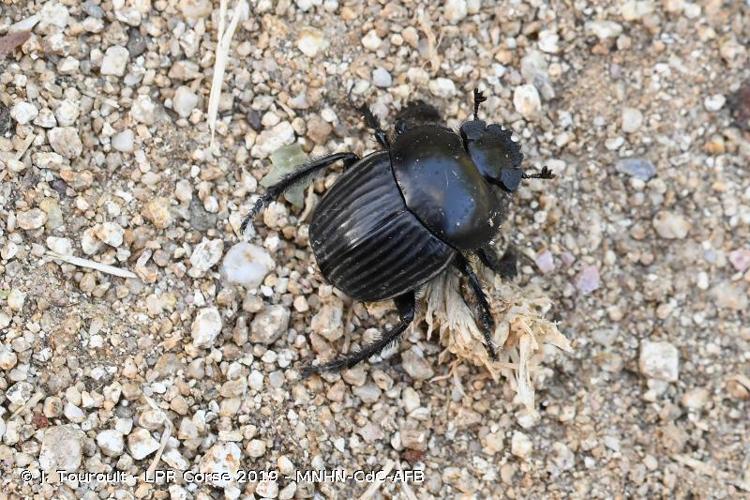 <i>Scarabaeus laticollis</i> Linnaeus, 1767 © J. Touroult - LPR Corse 2019 - MNHN-CdC-AFB