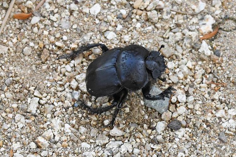 <i>Scarabaeus semipunctatus</i> Fabricius, 1792 © J. Touroult - LPR Corse - MNHN, CdC, OFB