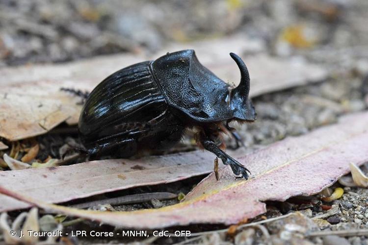 <i>Copris hispanus</i> (Linnaeus, 1764) © J. Touroult - LPR Corse - MNHN, CdC, OFB