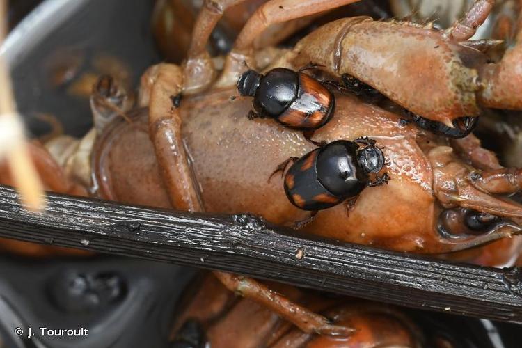 <i>Caccobius schreberi</i> (Linnaeus, 1767) © J. Touroult