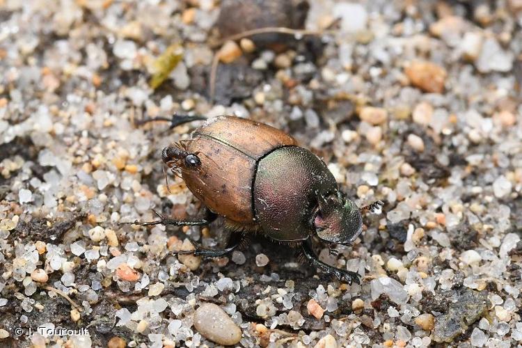 <i>Onthophagus coenobita</i> (Herbst, 1783) © J. Touroult