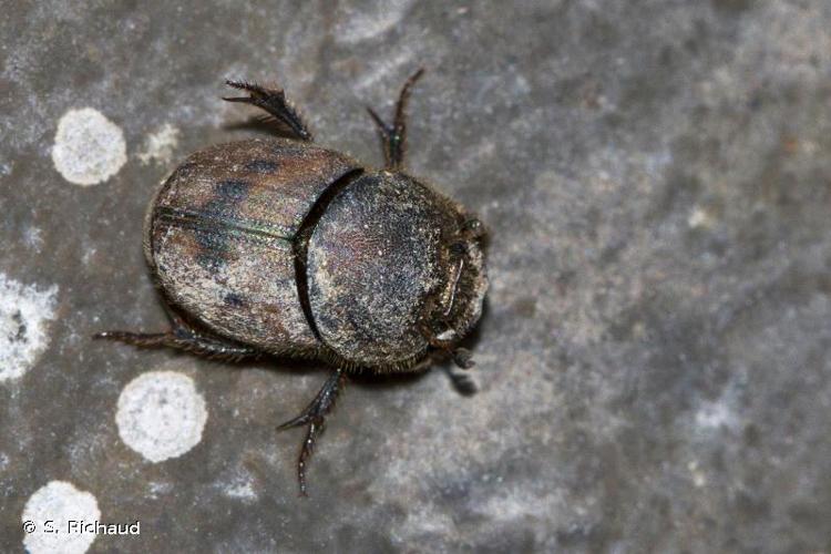 <i>Onthophagus lemur</i> (Fabricius, 1782) © S. Richaud