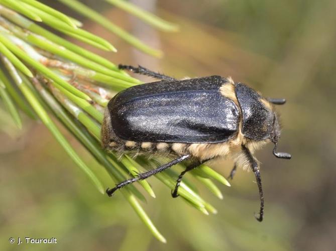 <i>Anoxia scutellaris</i> Mulsant, 1842 © J. Touroult