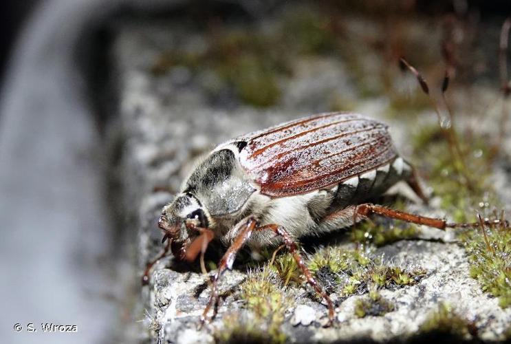 <i>Melolontha melolontha</i> (Linnaeus, 1758) © S. Wroza