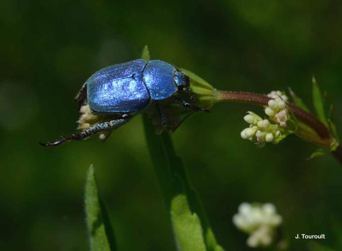 <i>Hoplia coerulea</i> (Drury, 1773) © J. Touroult