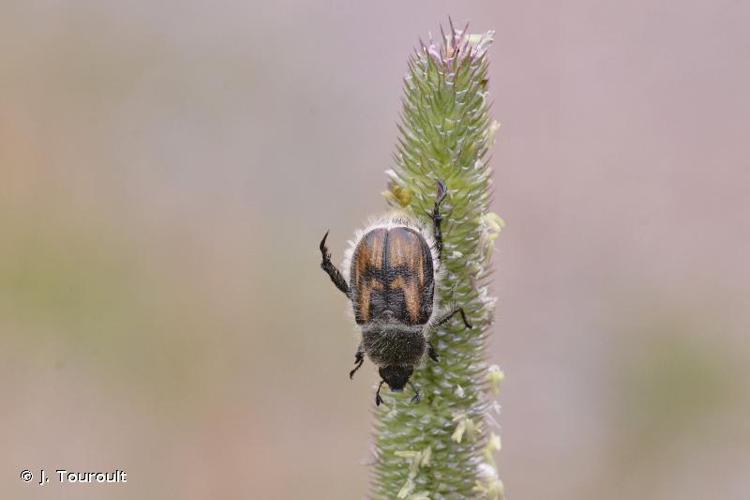 <i>Anisoplia villosa</i> (Goeze, 1777) © J. Touroult