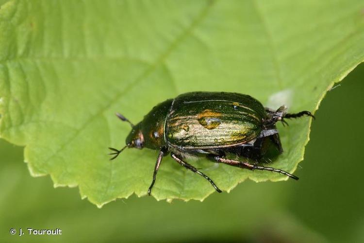 <i>Anomala dubia</i> (Scopoli, 1763) © J. Touroult