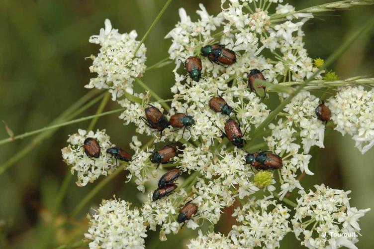 <i>Phyllopertha horticola</i> (Linnaeus, 1758) © J. Touroult