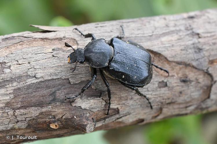 <i>Gnorimus variabilis</i> (Linnaeus, 1758) © J. Touroult