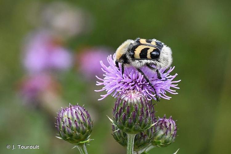 <i>Trichius fasciatus</i> (Linnaeus, 1758) © J. Touroult