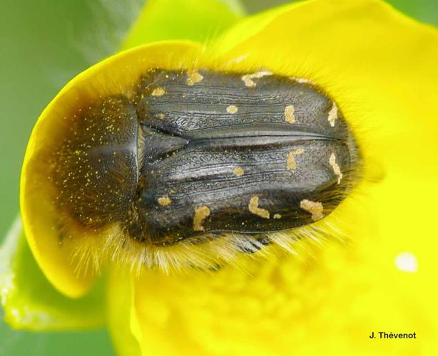 <i>Tropinota hirta</i> (Poda, 1761) © J. Thévenot