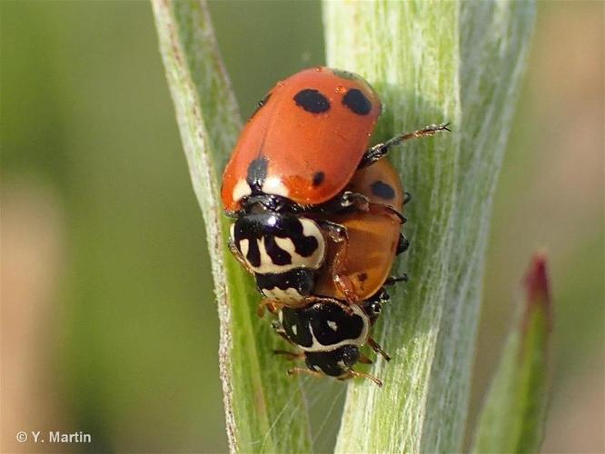 <i>Hippodamia variegata</i> (Goeze, 1777) © 