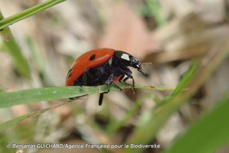 <i>Coccinella septempunctata</i> Linnaeus, 1758 © Benjamin GUICHARD/Agence Française pour la Biodiversité