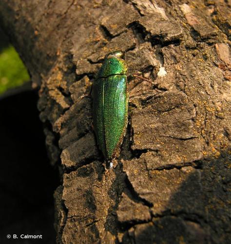 <i>Latipalpis plana</i> (Olivier, 1790) © B. Calmont