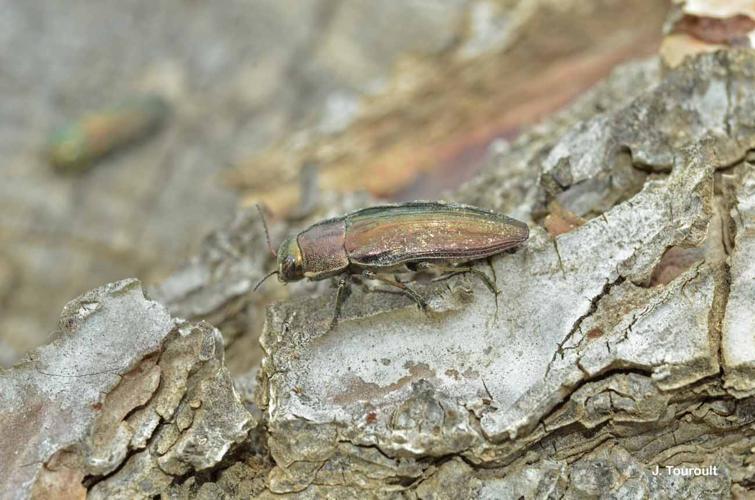 <i>Buprestis haemorrhoidalis</i> Herbst, 1780 © J. Touroult