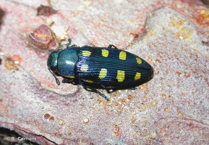 <i>Buprestis octoguttata</i> Linnaeus, 1758 © B. Calmont