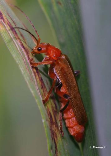 <i>Cantharis livida</i> Linnaeus, 1758 © J. Thévenot