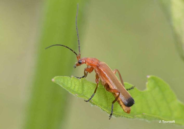 <i>Rhagonycha fulva</i> (Scopoli, 1763) © J. Touroult