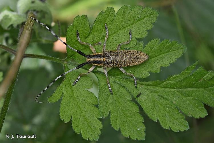 <i>Agapanthia villosoviridescens</i> (De Geer, 1775) © J. Touroult