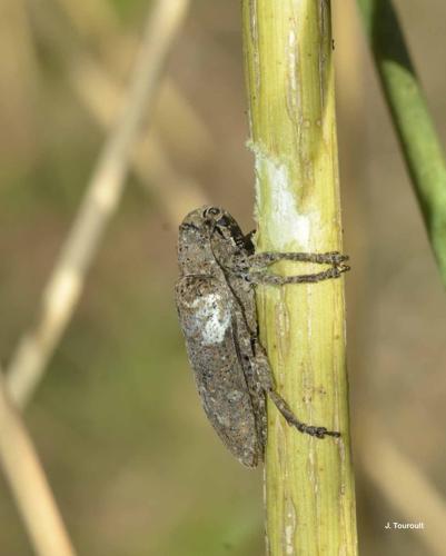 <i>Niphona picticornis</i> Mulsant, 1839 © J. Touroult