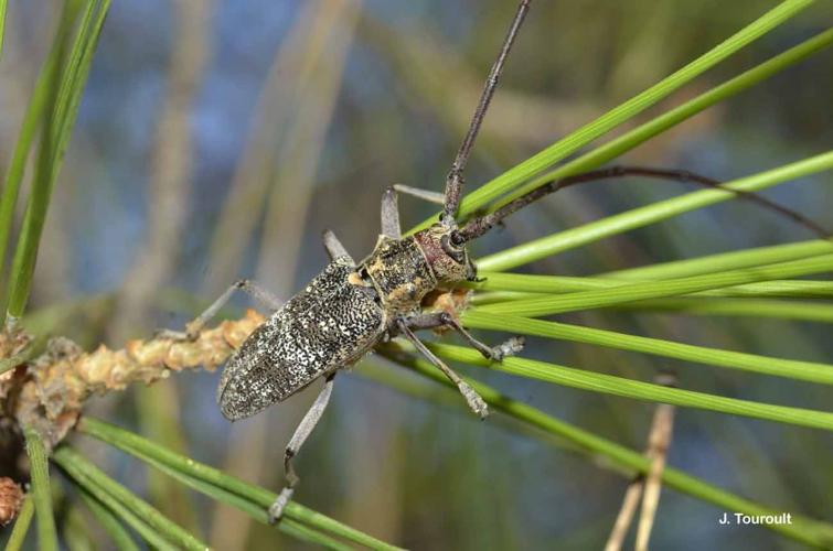 <i>Monochamus galloprovincialis</i> (Olivier, 1795) © J. Touroult