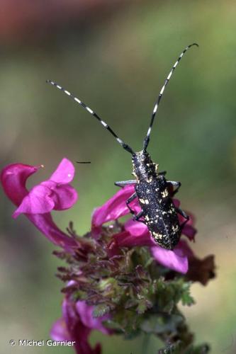 <i>Monochamus sutor</i> (Linnaeus, 1758) © Michel Garnier