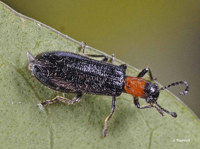 <i>Tillus elongatus</i> (Linnaeus, 1758) © J. Touroult