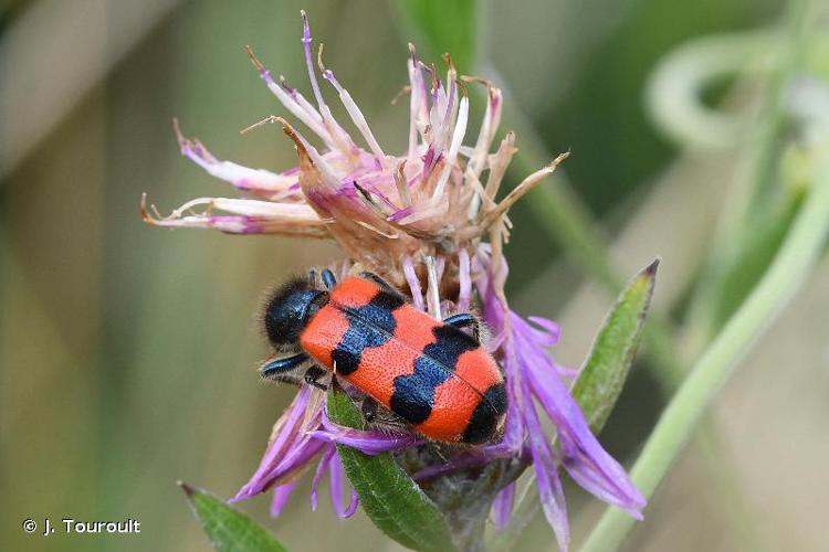 <i>Trichodes apiarius</i> (Linnaeus, 1758) © J. Touroult