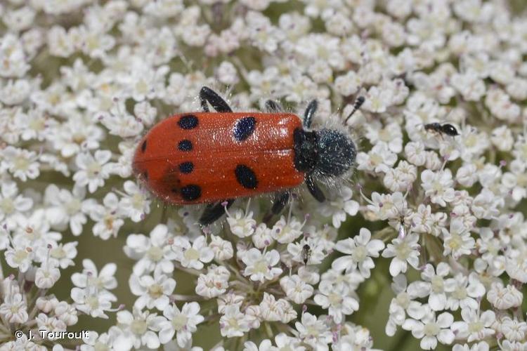 <i>Trichodes octopunctatus</i> (Fabricius, 1787) © J. Touroult