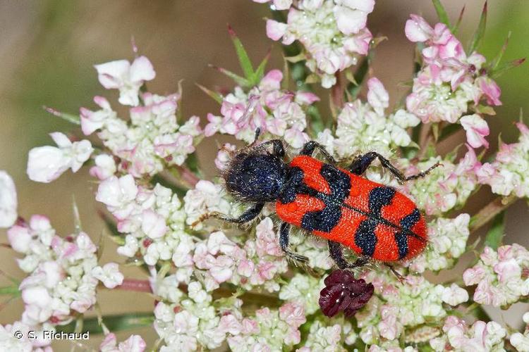 <i>Trichodes umbellatarum</i> (Olivier, 1800) © S. Richaud